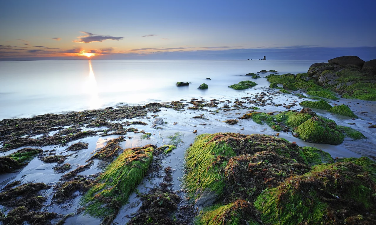 камни, дымка, водоросли, франция, побережье, море