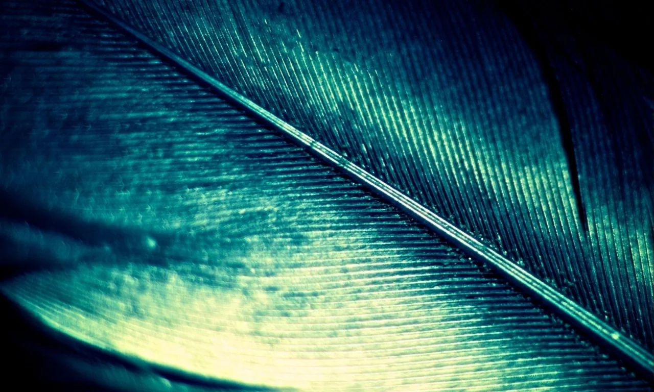 feather, macro, quill, блеск, цвет, перо, перламутровое, макро, зеленый, green