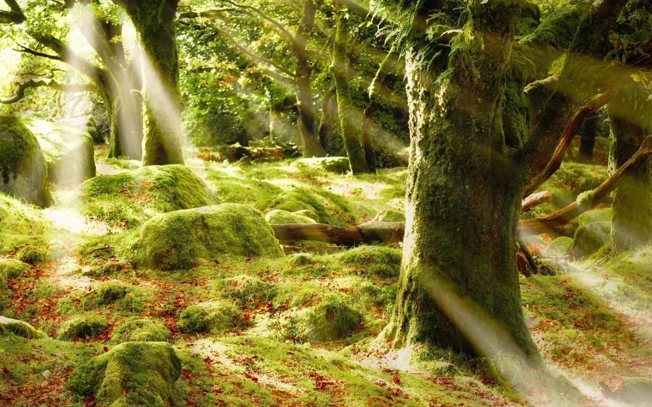 лес, блики, лучи, деревья, sunshine forest, листва, солце, мох