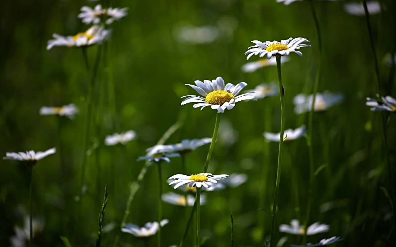 цветение, flower, поляна, цветы, природа, зелень, ромашки