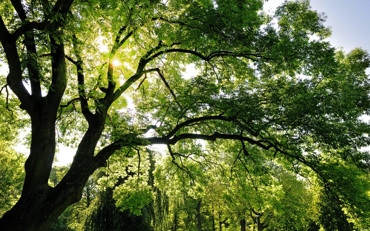 солнце, лучи, trees, natural, листья, shine, sun, лес, свет, светло