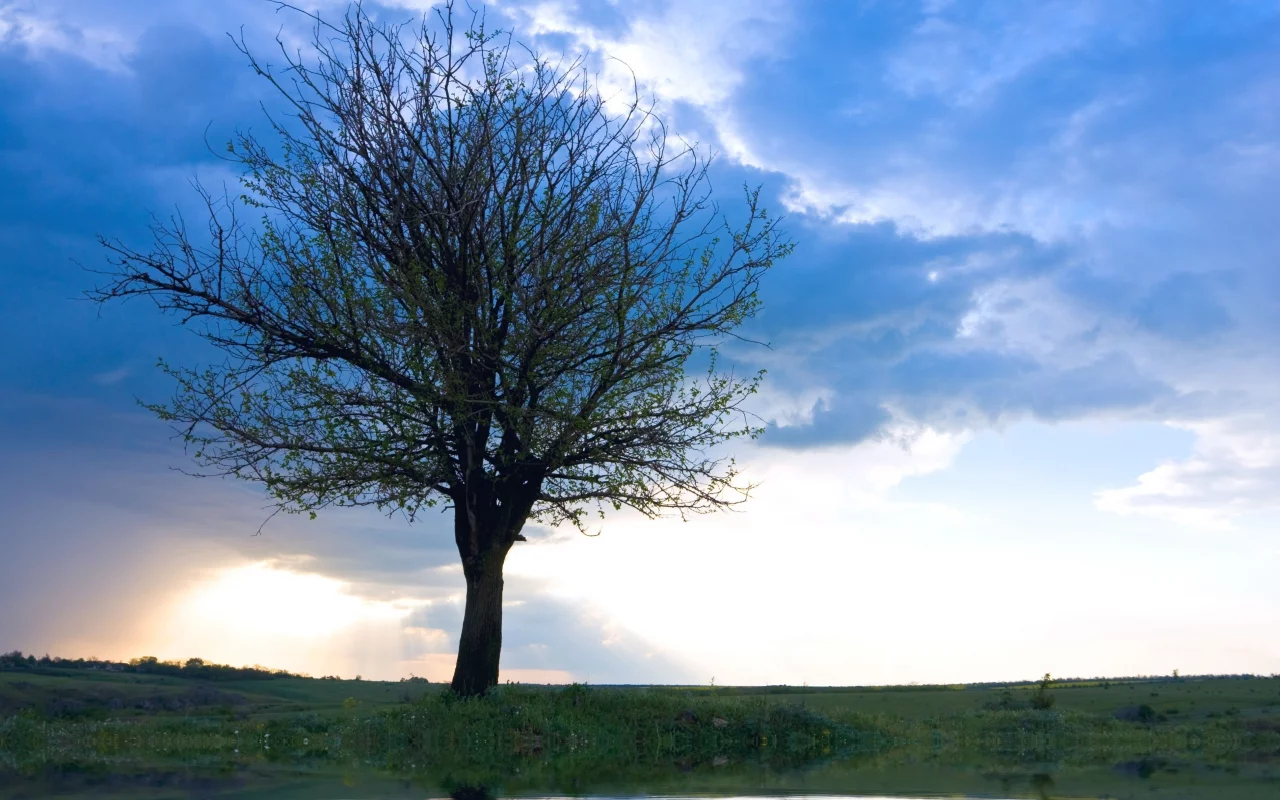 only tree, рассвет, дерево, одинокое, облака, небо