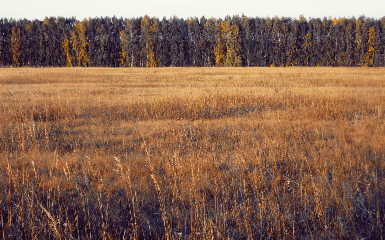 осень, лес, поле, деревья