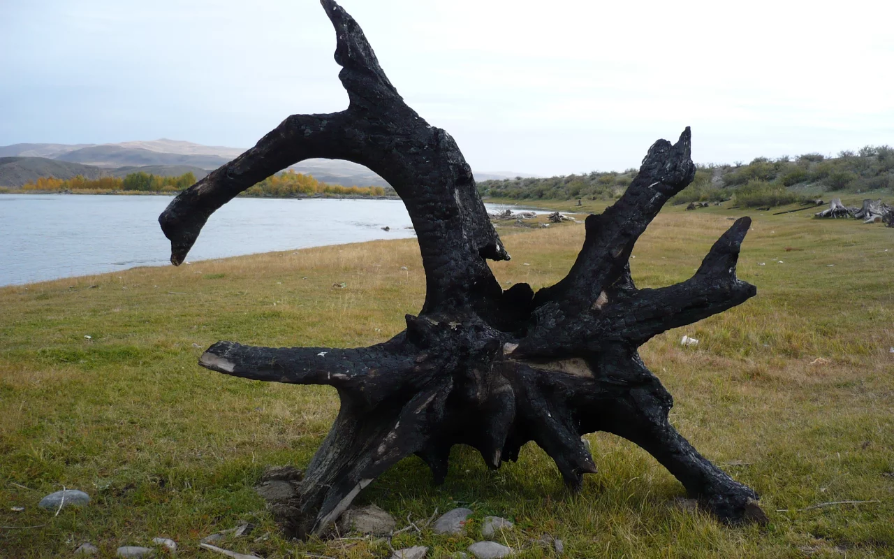 берег, река, после пожара, коряга