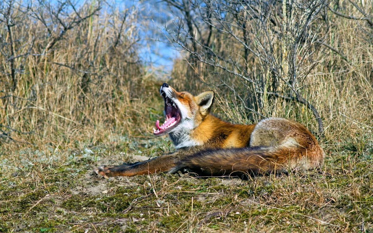 пасть, природа, лиса