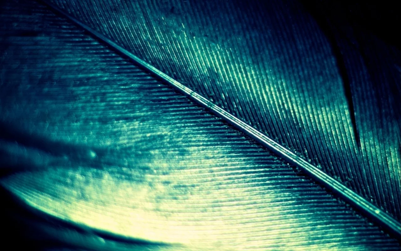 feather, macro, quill, блеск, цвет, перо, перламутровое, макро, зеленый, green
