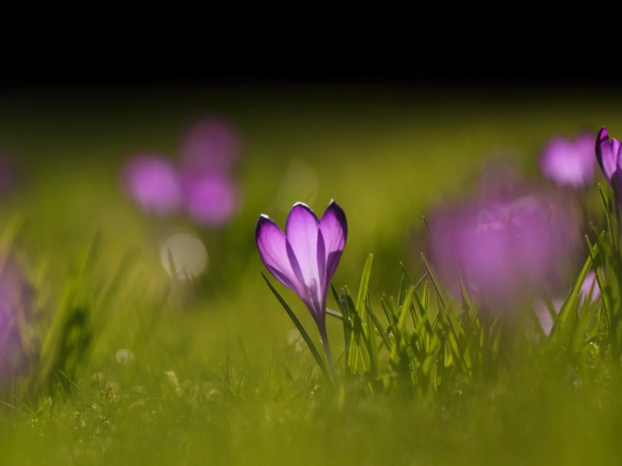 wallpapers, цветы, зелень, природа, цветение, весна, фон, поляна, растения, обои, крокусы, трава