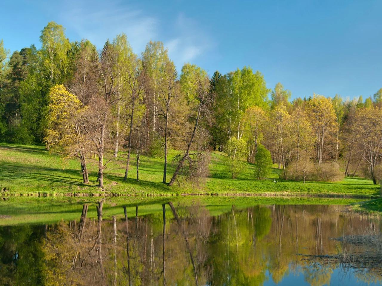 лес, парк, природа, река, деревья