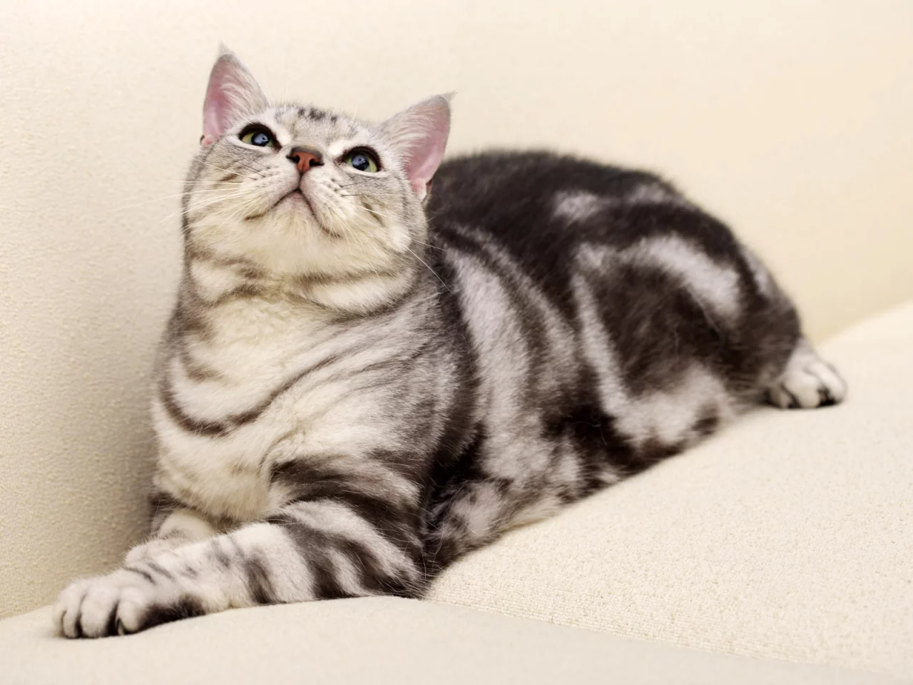 окрас вискас, кот, диван, кошка