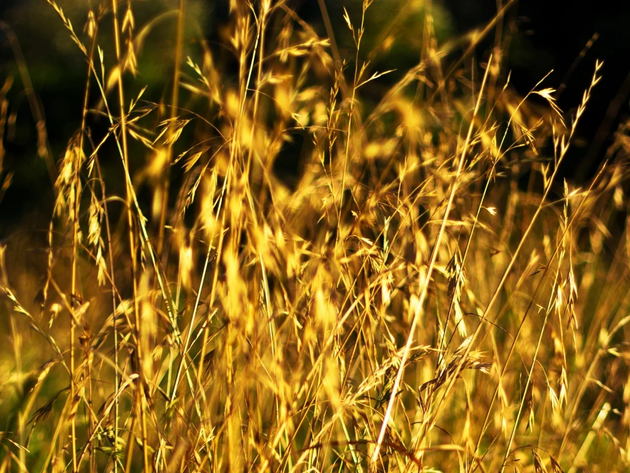 поле, стебли, зерна, nature, поляна, природа, макро, колосья