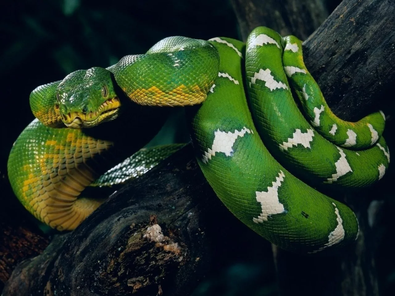 животные, ветка, snake, зелёная, змея