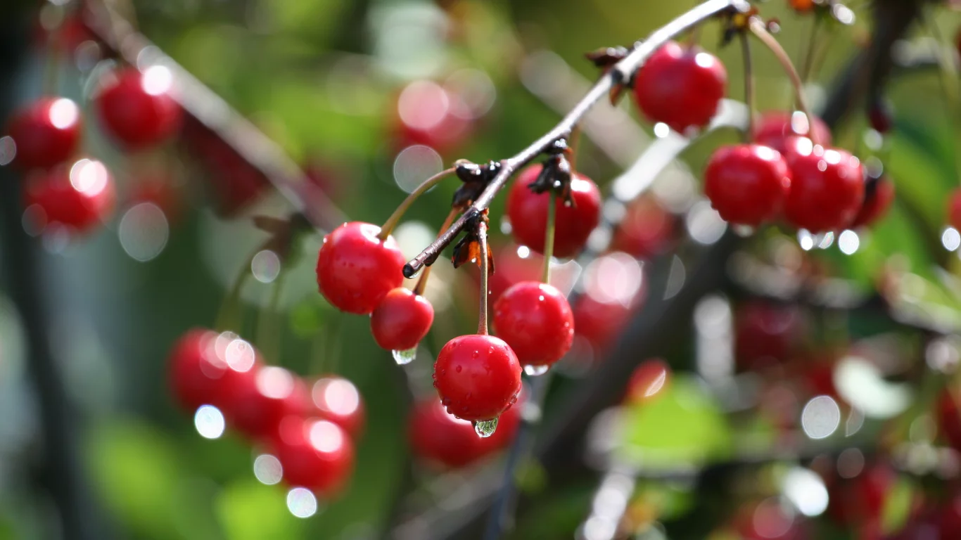 дерево, вишня, боке, cherry, ветка, макро, капли, вода
