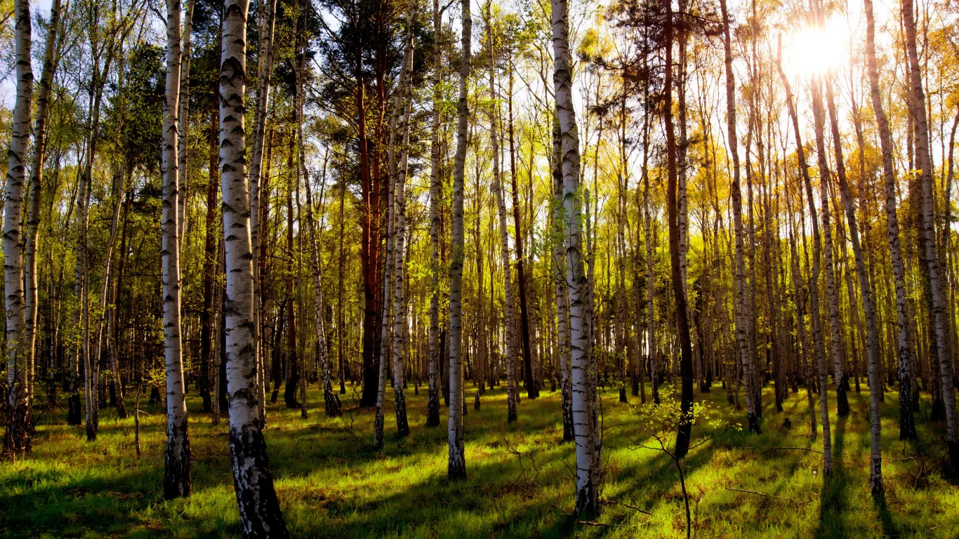 зелень, солнце, день, листья, роща, природа, трава, смешанный лес