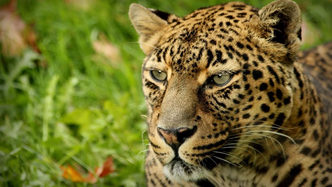 leopard, пятна, animal, леопард