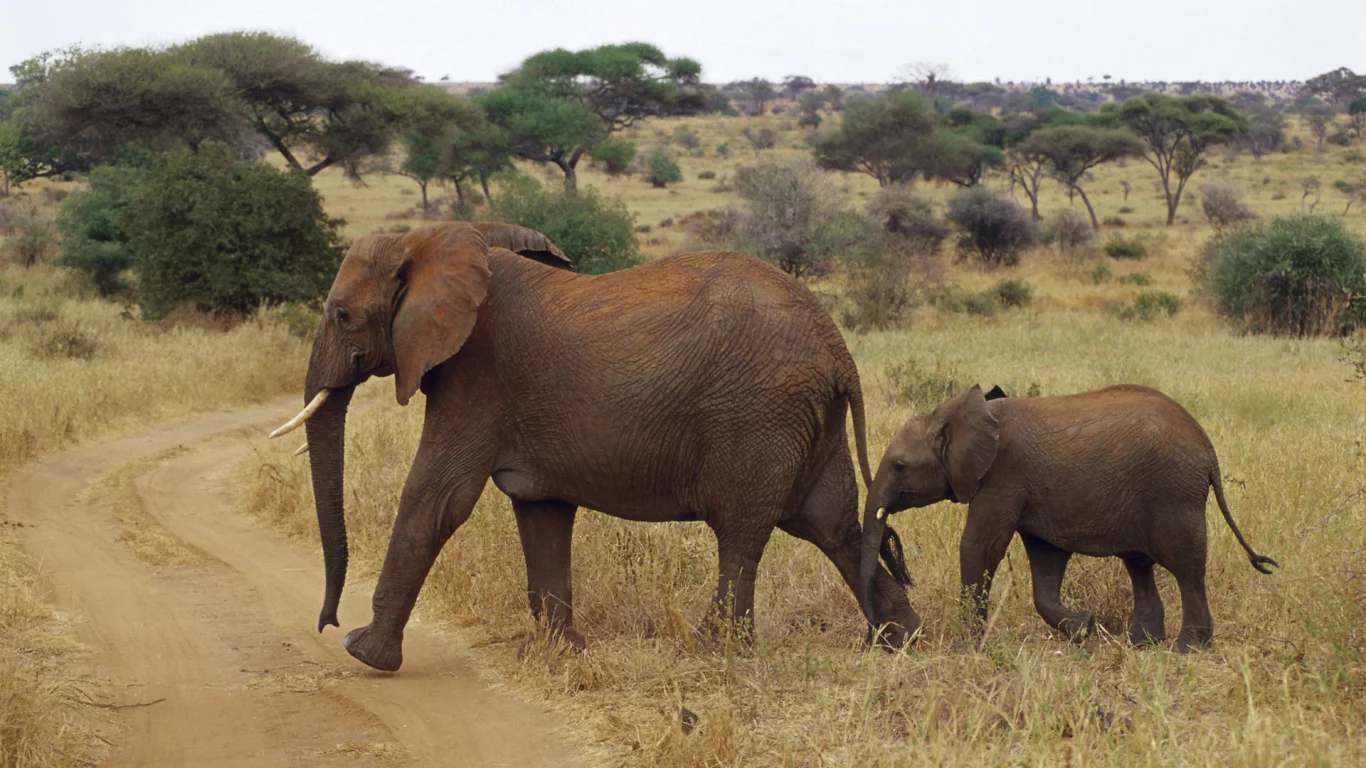 слоненок, слоны, африка, elephant
