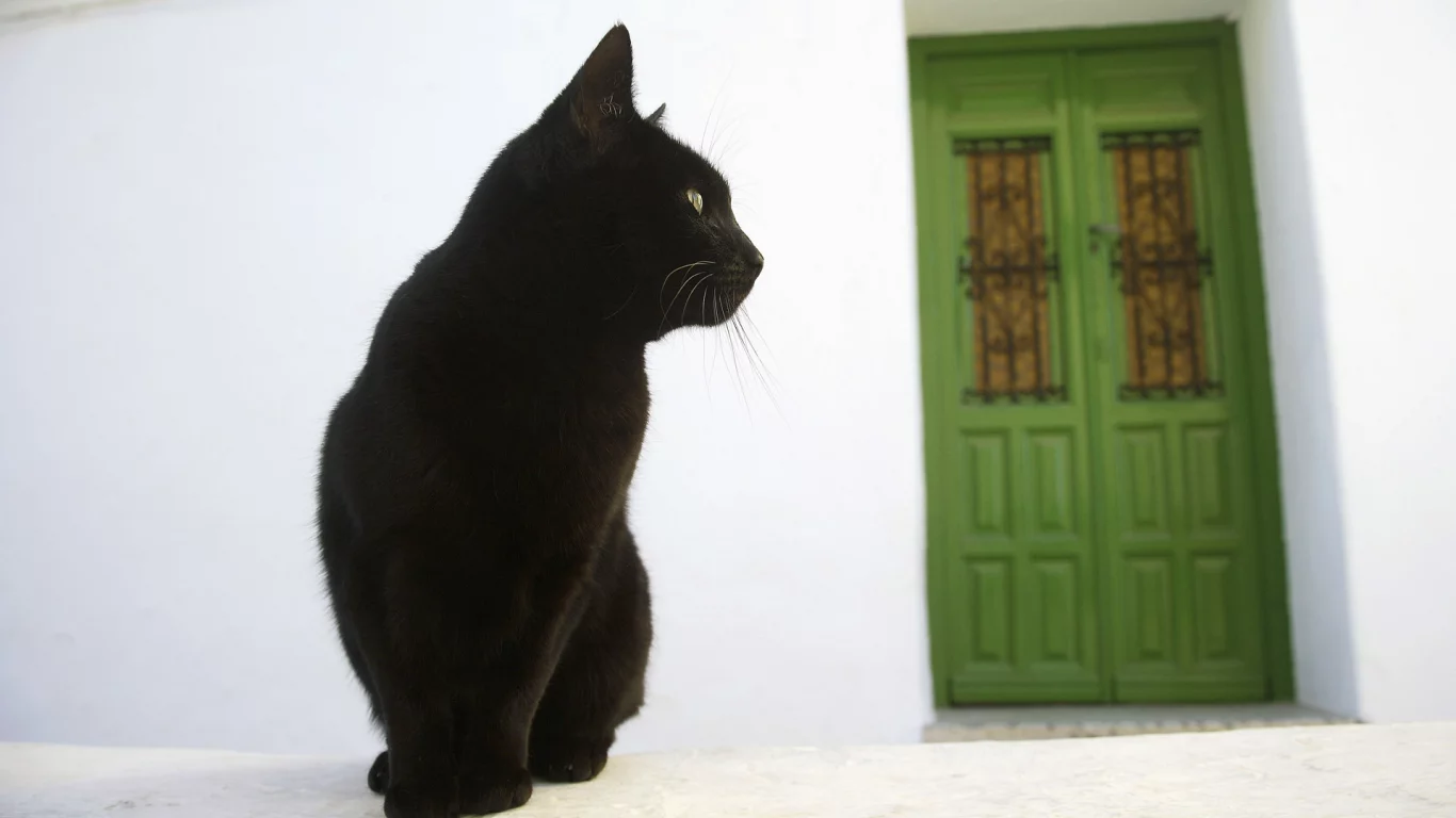 кошка, дом, дверь, улица, черный кот
