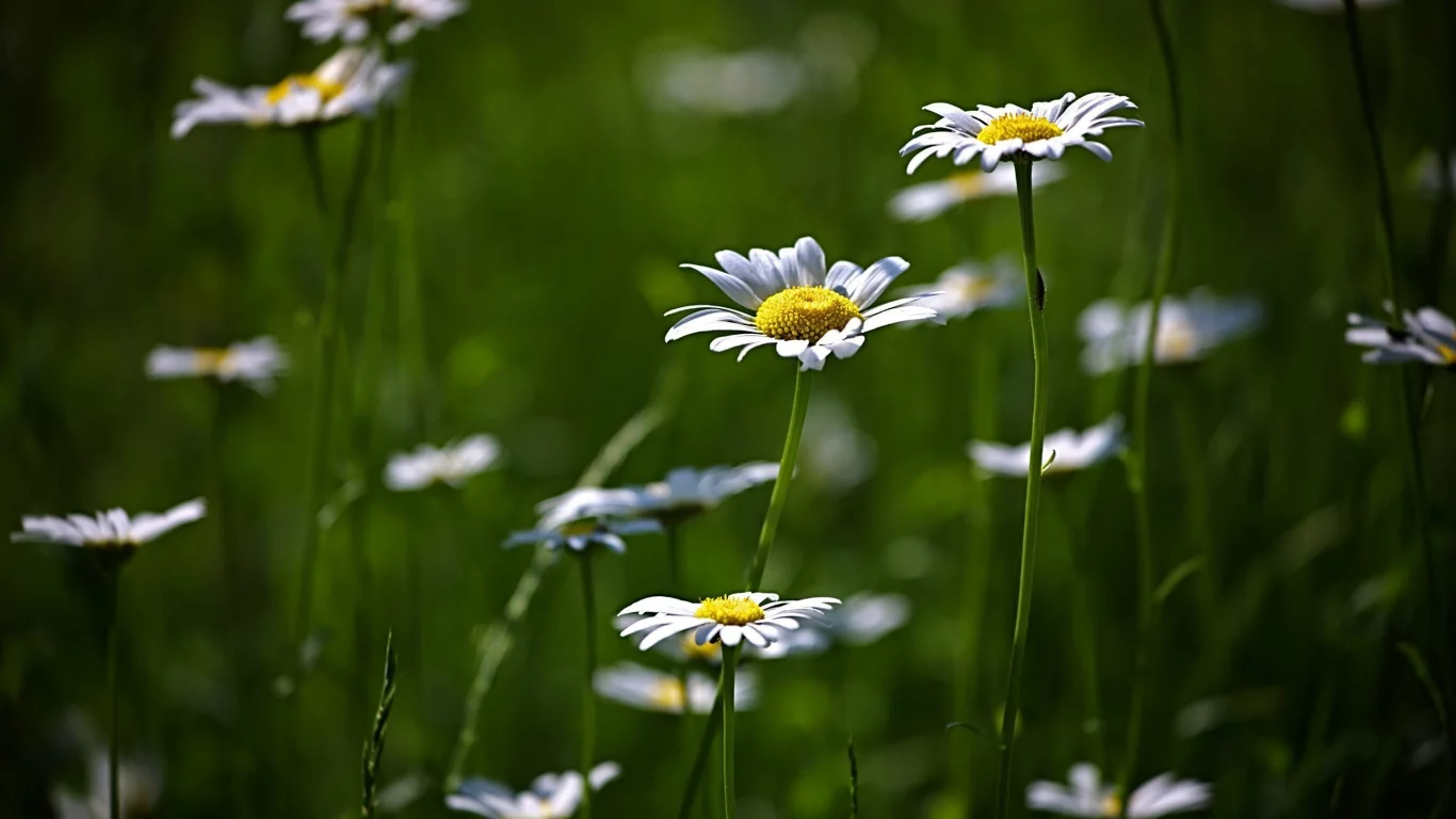 цветение, flower, поляна, цветы, природа, зелень, ромашки