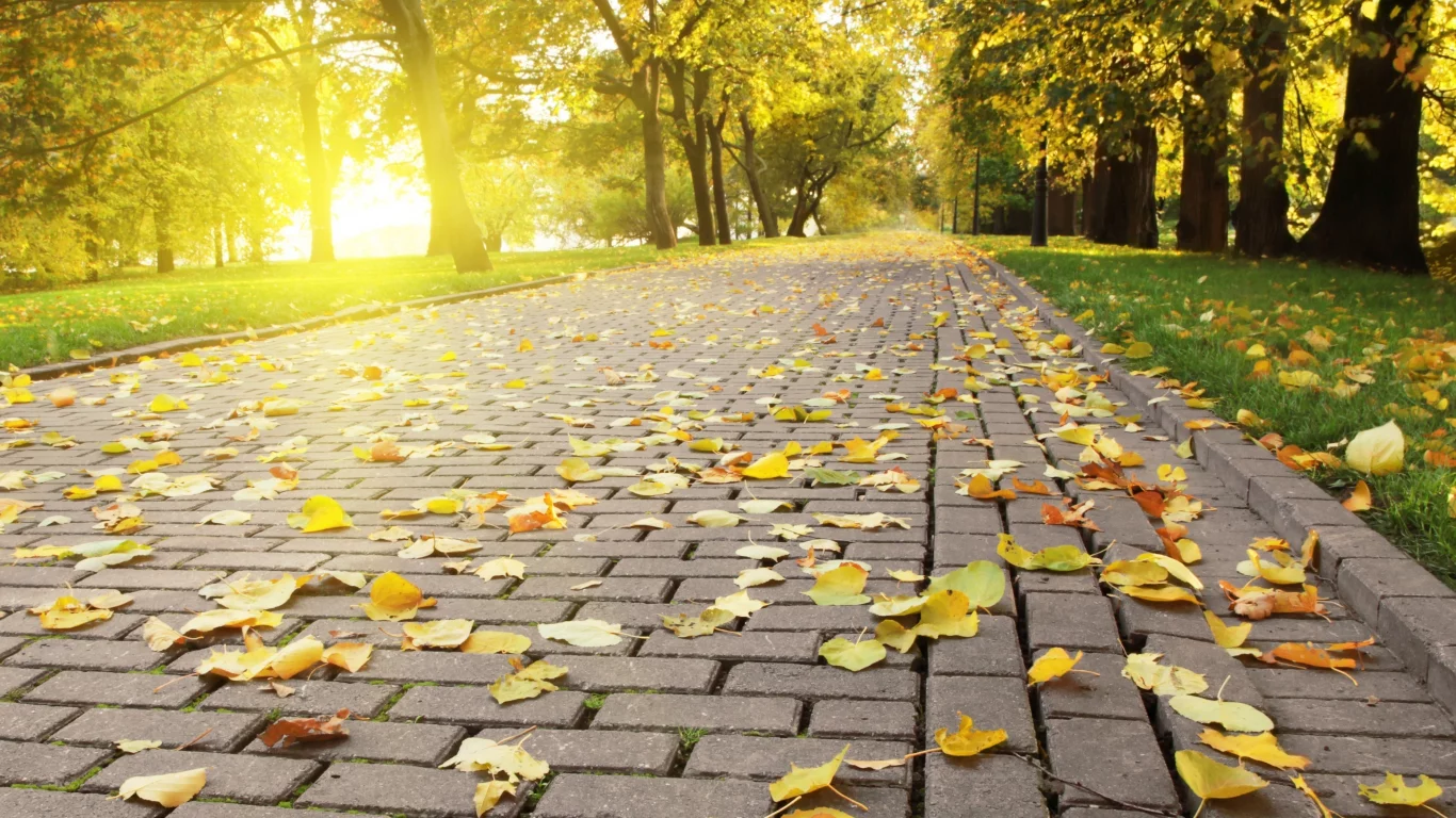 autumn leafs, яркий, плитка, опадающая, солнце, свет, листва, осень