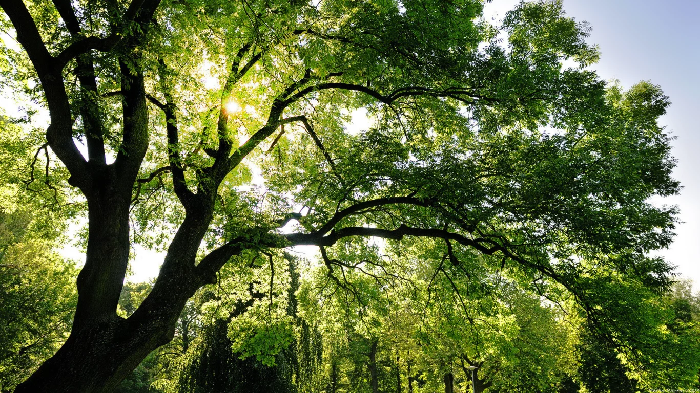 солнце, лучи, trees, natural, листья, shine, sun, лес, свет, светло