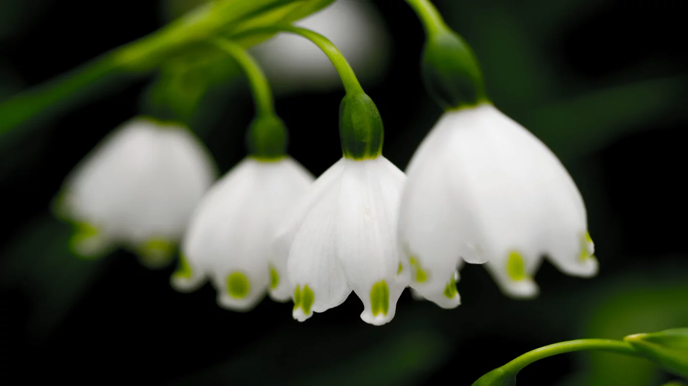 цветы, лепестки, макро, природа, весна, подснежники, macro, зелень, ростки