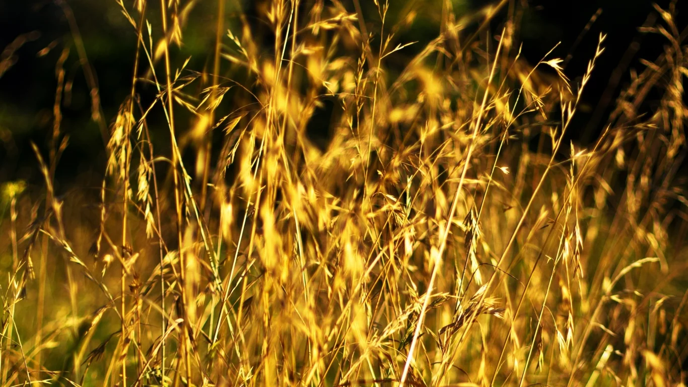 поле, стебли, зерна, nature, поляна, природа, макро, колосья