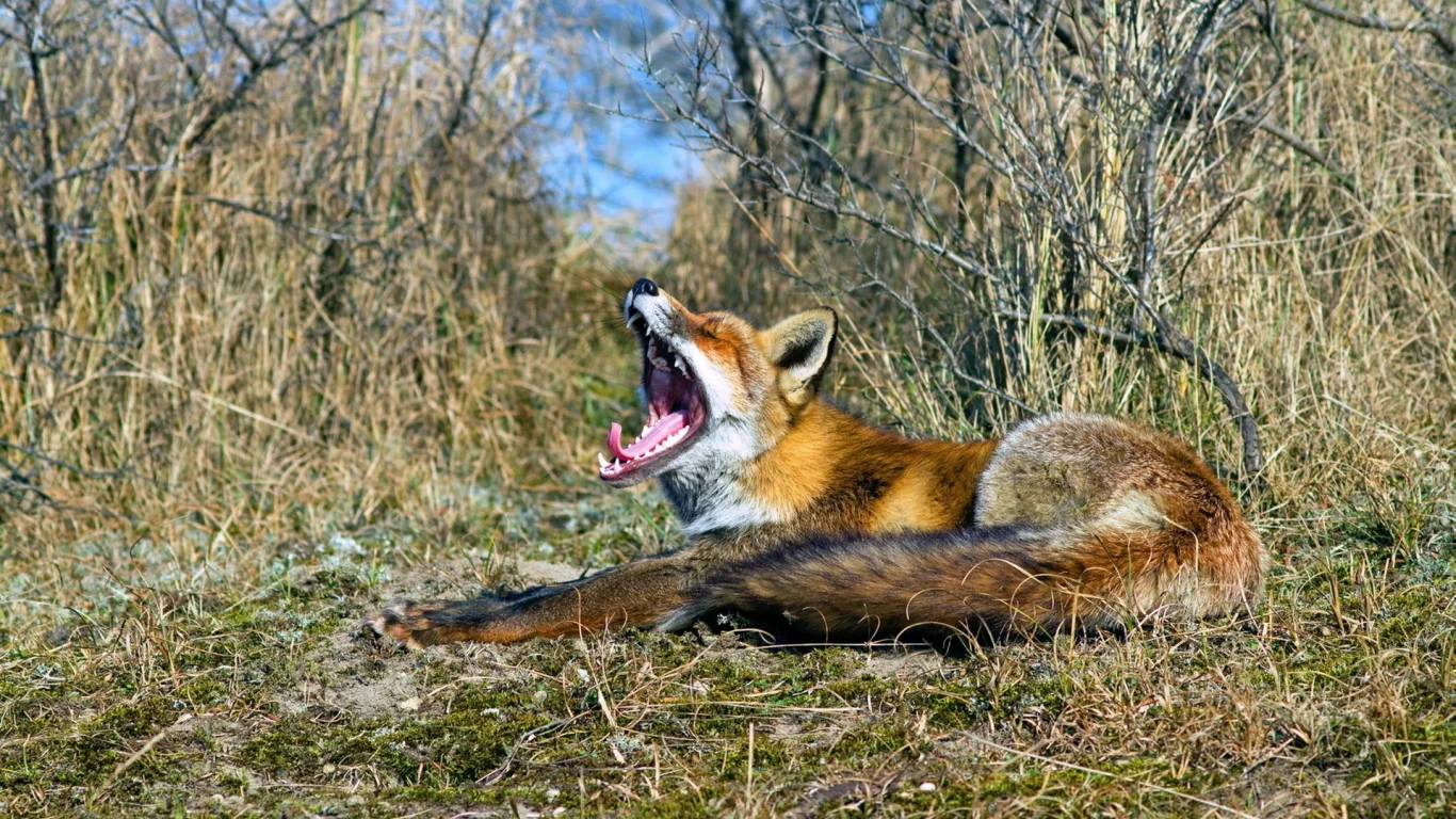 пасть, природа, лиса