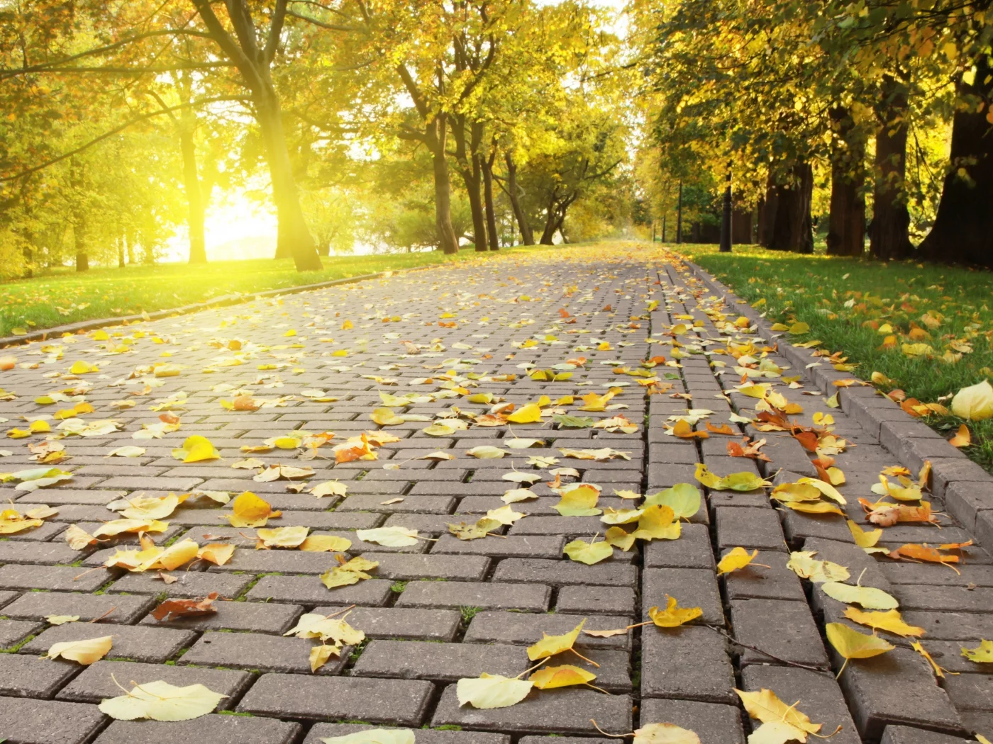 autumn leafs, яркий, плитка, опадающая, солнце, свет, листва, осень
