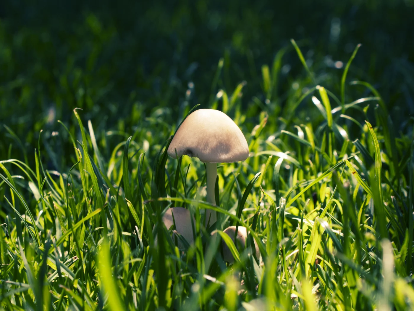 трава, макро, грибы, лес, nature, природа, тени