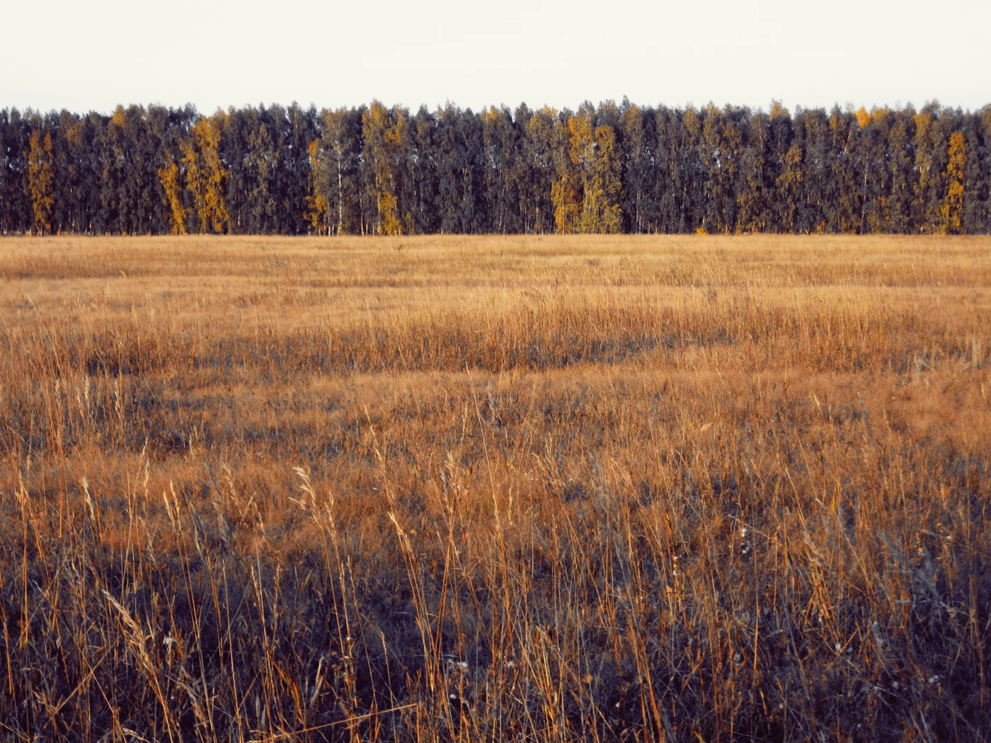 осень, лес, поле, деревья