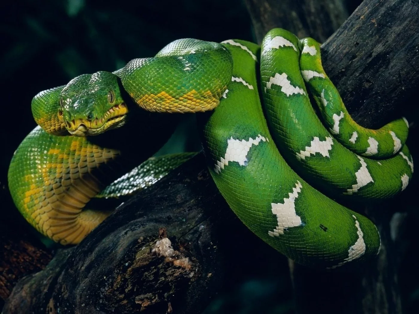 животные, ветка, snake, зелёная, змея