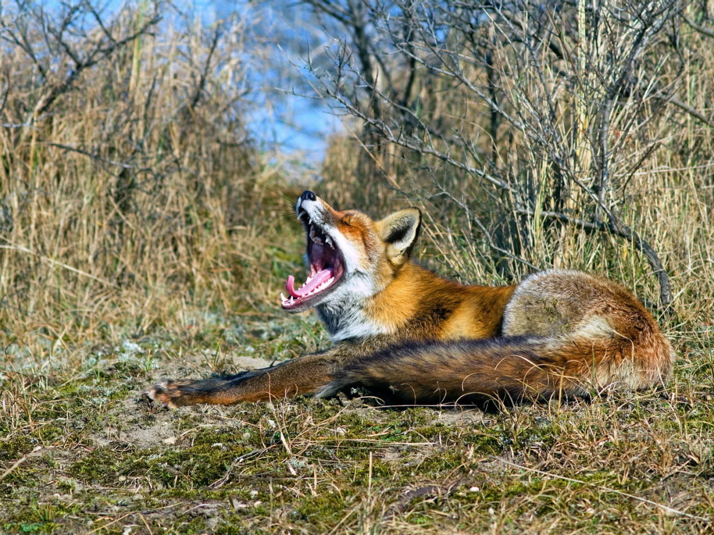 пасть, природа, лиса