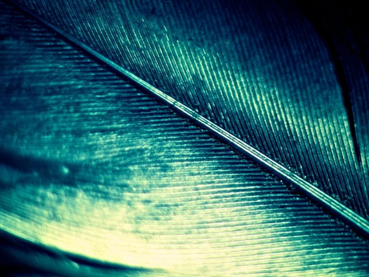 feather, macro, quill, блеск, цвет, перо, перламутровое, макро, зеленый, green