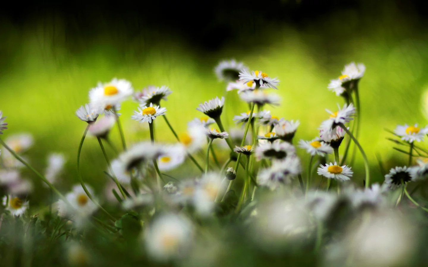 ромашки, цветы, цвета, природа, яркие, весна, растения, spring wallpaper, цветение