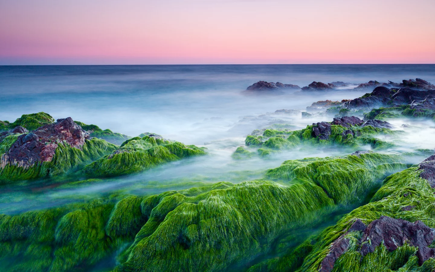 камни, утро, море, водоросли, розовое