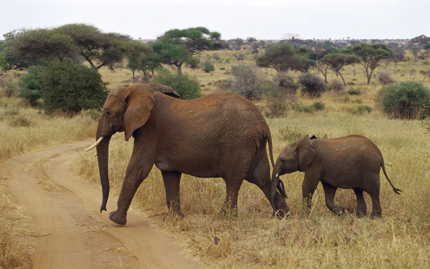слоненок, слоны, африка, elephant