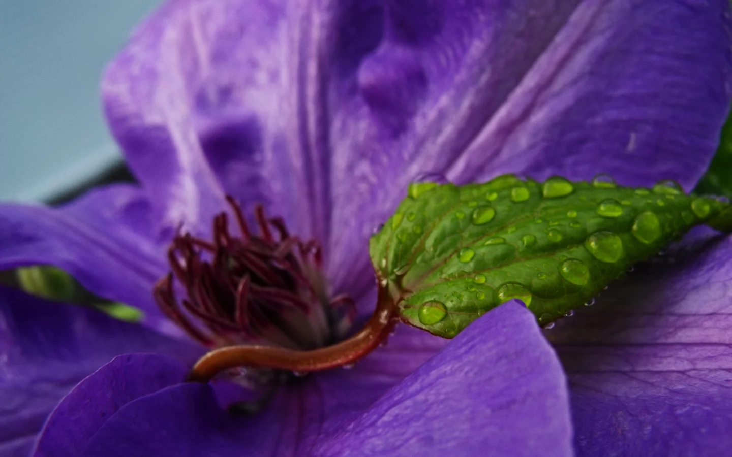purple and green, цветок, капли, лист