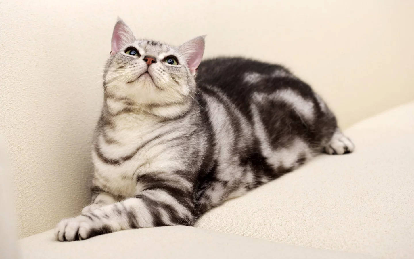 окрас вискас, кот, диван, кошка
