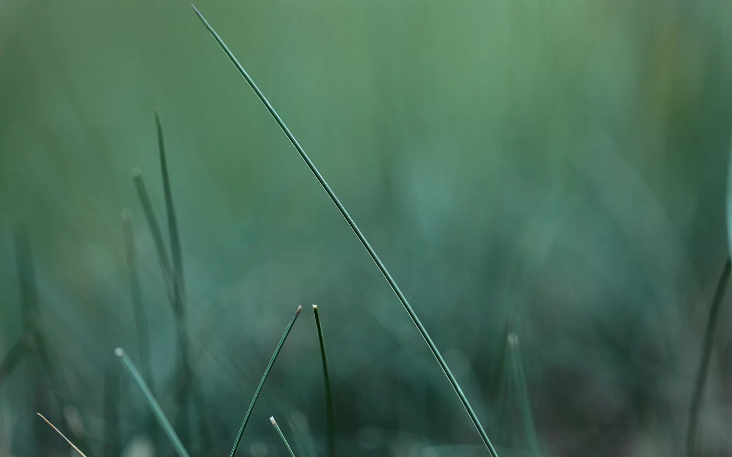 макро, green, травинка, зелень, трава, размытость, природа
