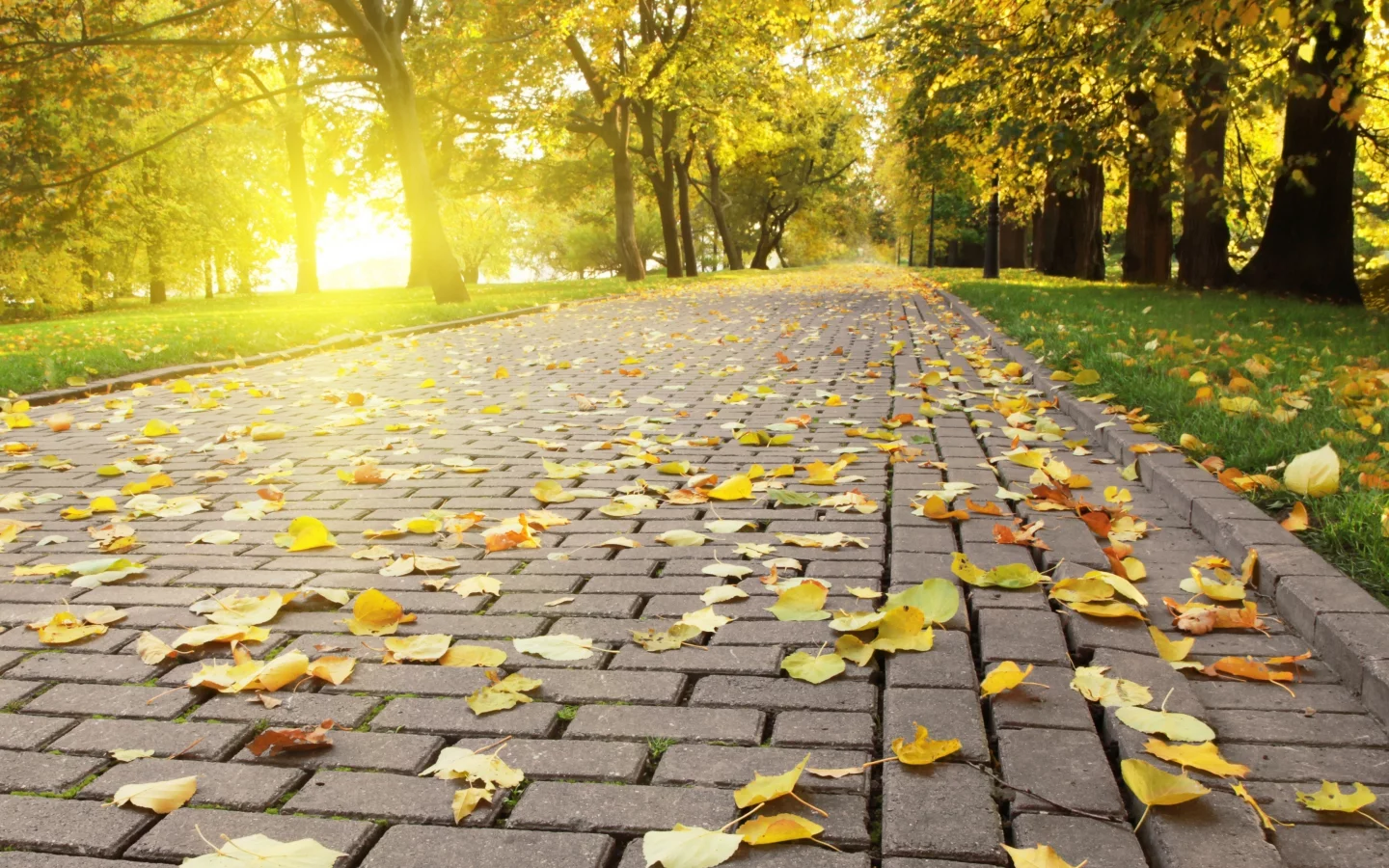 autumn leafs, яркий, плитка, опадающая, солнце, свет, листва, осень