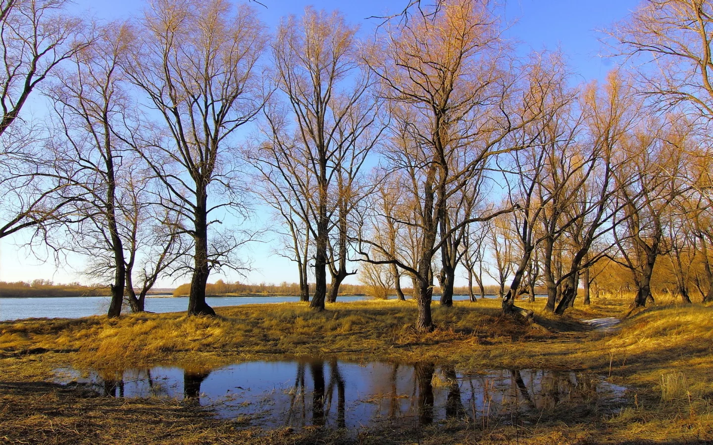 осень, река, деревья