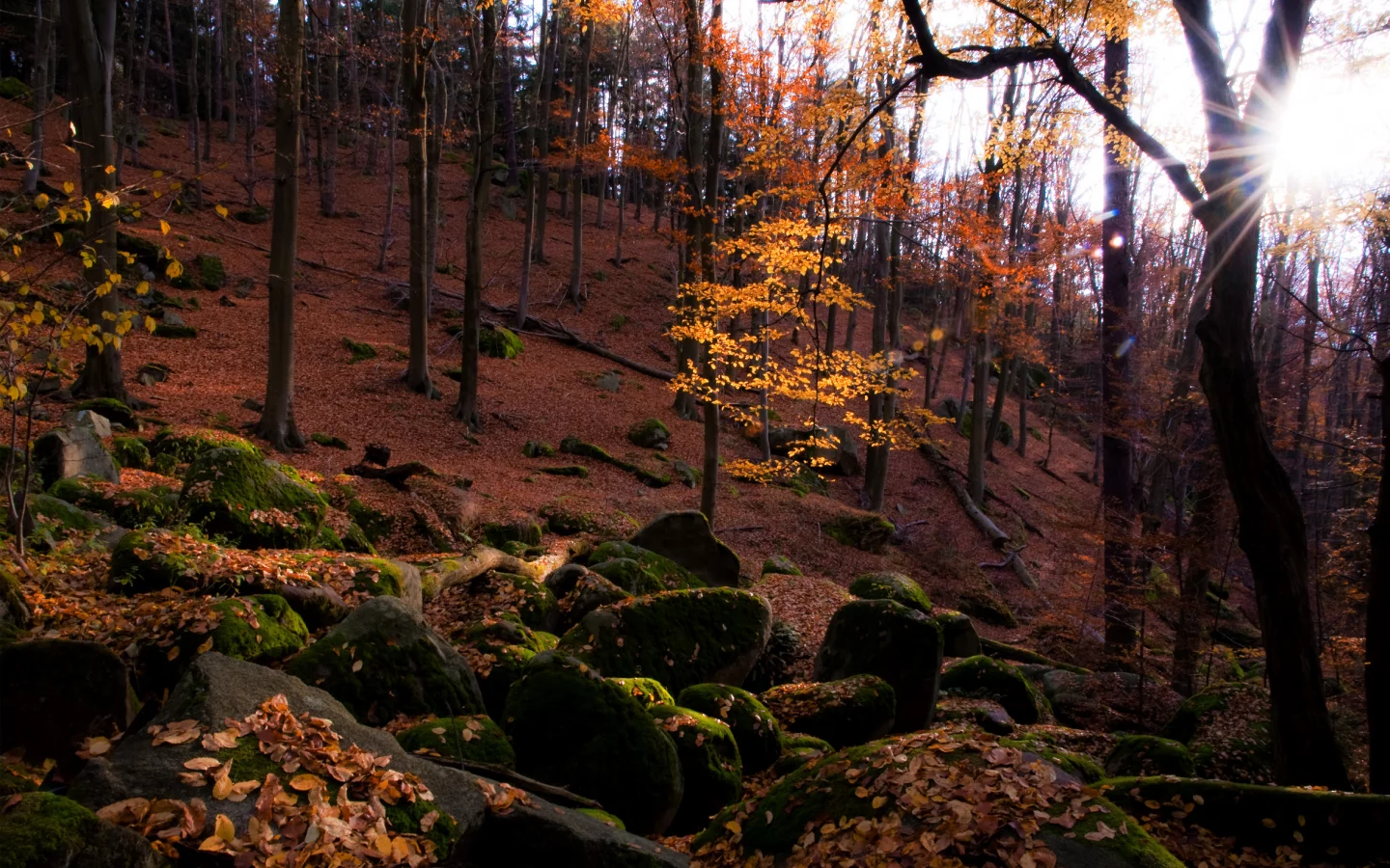 камни, лес, природа, листва, осень, солнце, мох