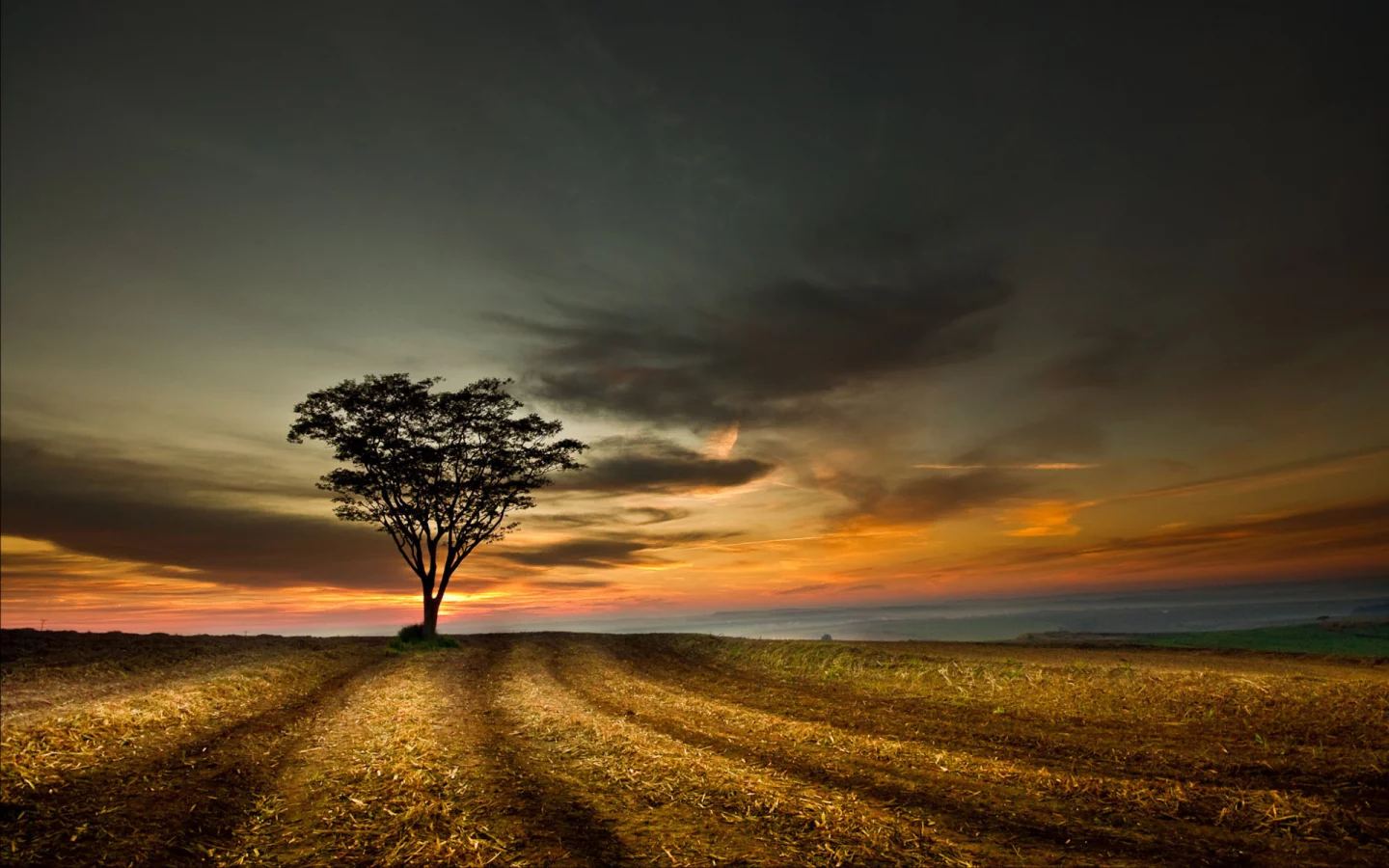 поле, небо, tree, landscape, sky, дерево, sunset, облака, hill, пейзаж, nature, clouds, природа, закат, 1920x1200