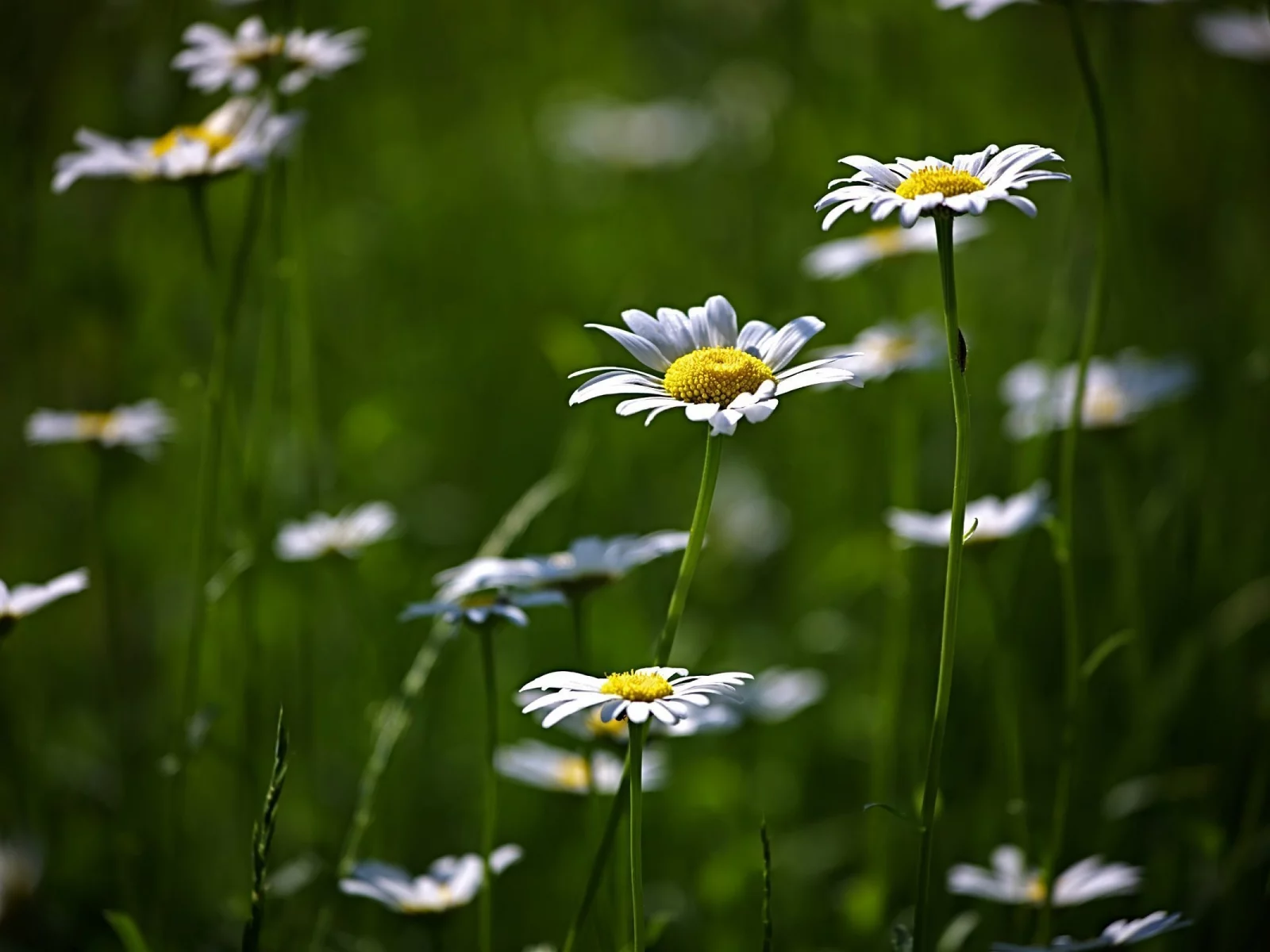 цветение, flower, поляна, цветы, природа, зелень, ромашки