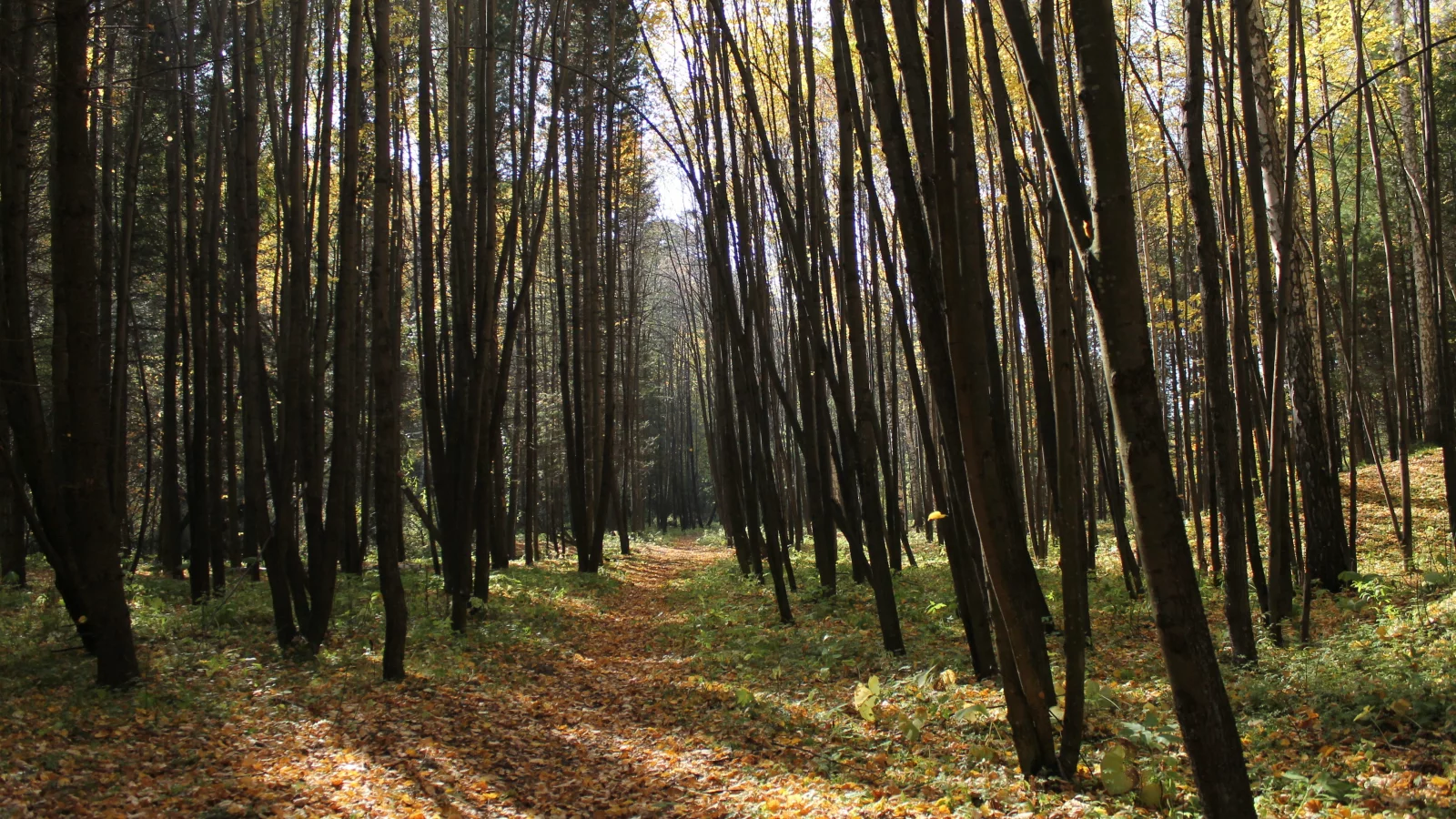 листья, осень, лес, деревья