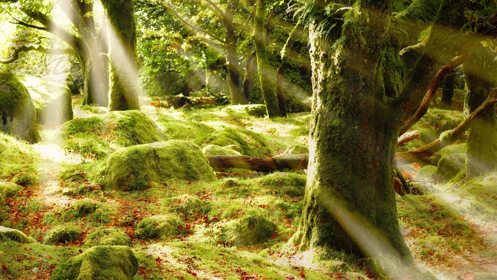лес, блики, лучи, деревья, sunshine forest, листва, солце, мох