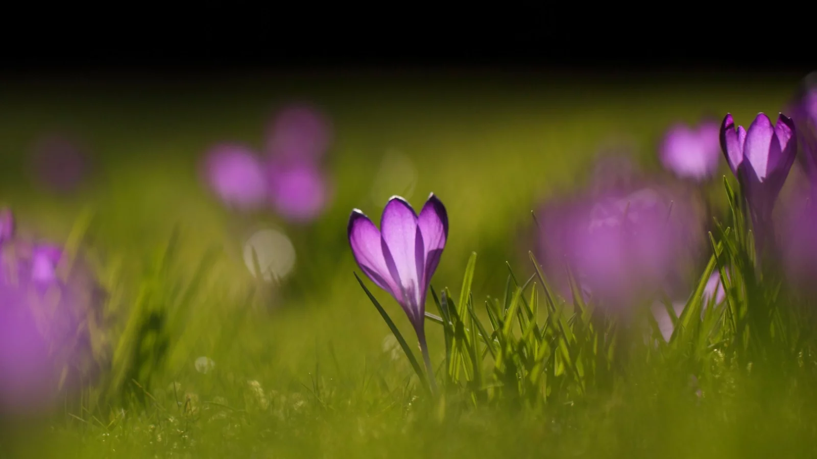 wallpapers, цветы, зелень, природа, цветение, весна, фон, поляна, растения, обои, крокусы, трава