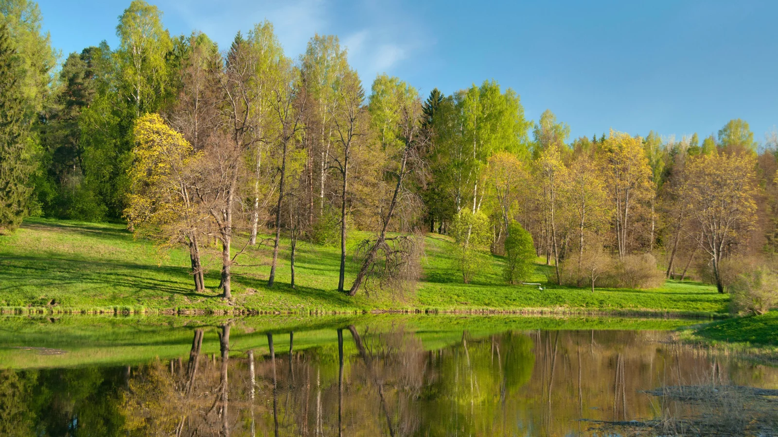 лес, парк, природа, река, деревья