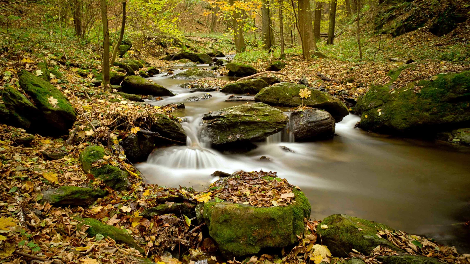 природа, лес, осень, река, листва
