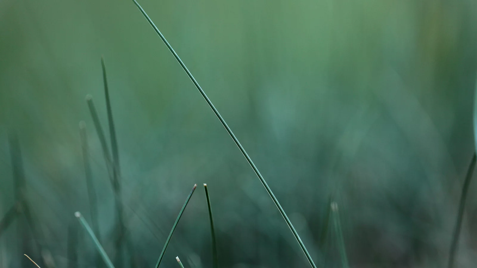 макро, green, травинка, зелень, трава, размытость, природа