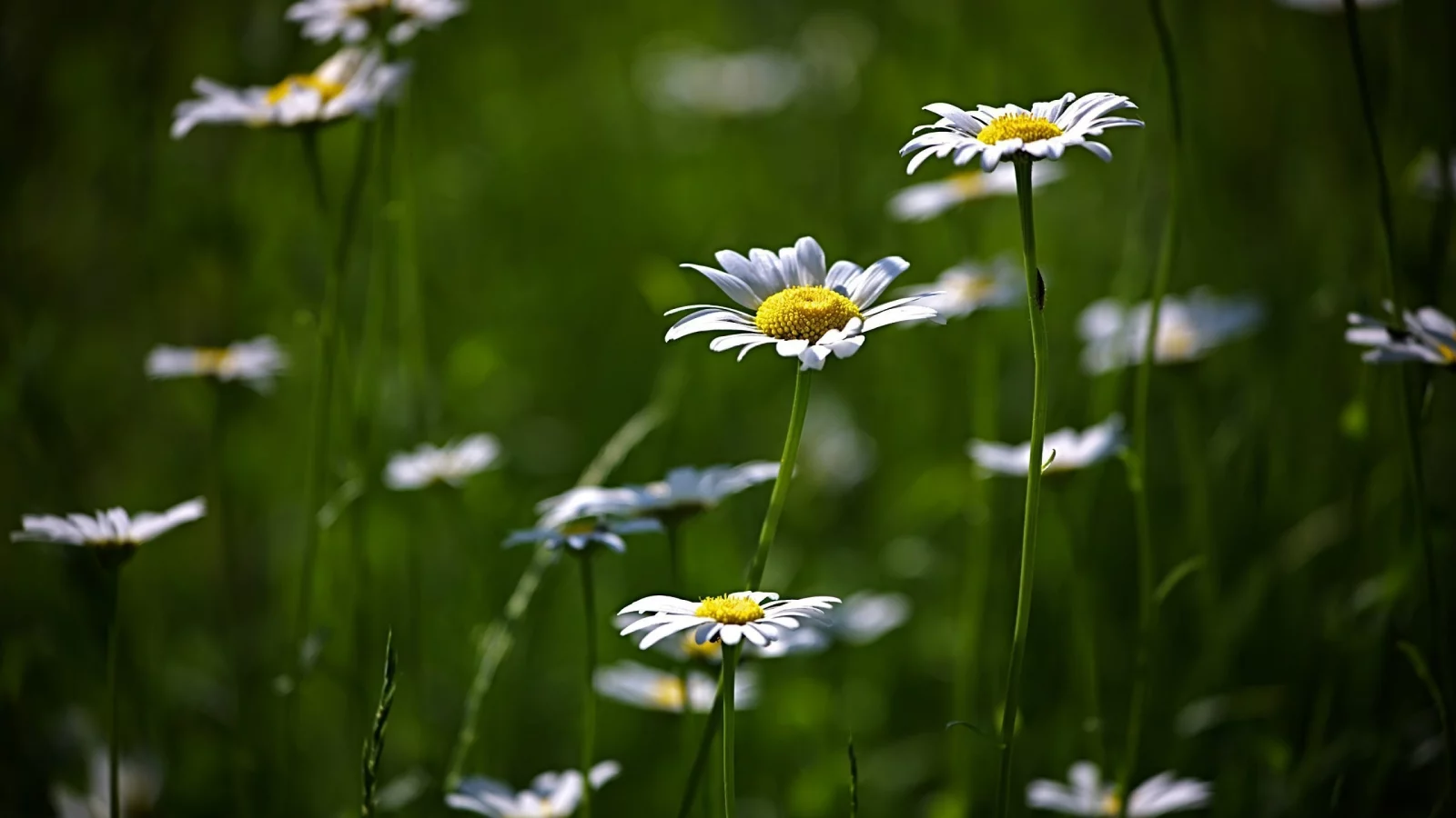 цветение, flower, поляна, цветы, природа, зелень, ромашки